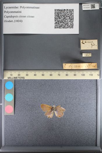 Media type: image;   Entomology 193240
